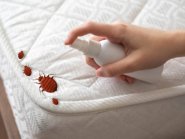 Flea Control Services in Allentown, PA