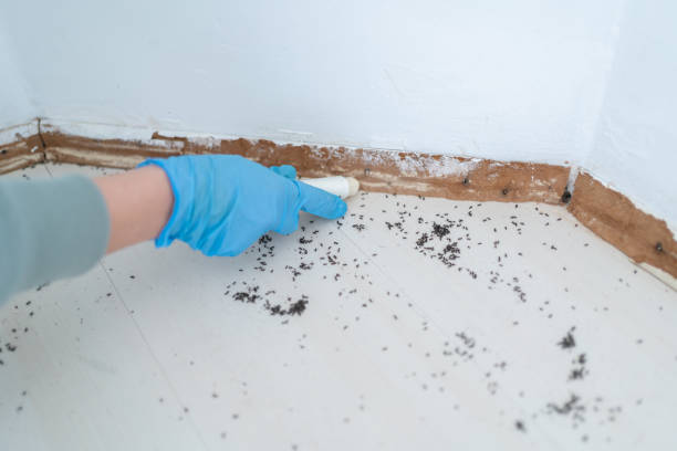 Best Termite Control Services  in Allentown, PA